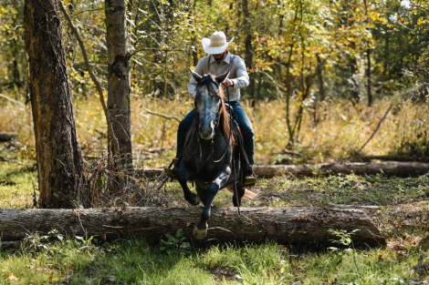 HorseID: 2303720 DD SPECIAL ROANY - PhotoID: 1086438