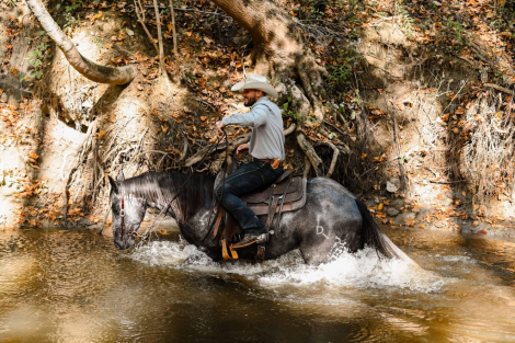 HorseID: 2303720 DD SPECIAL ROANY - PhotoID: 1086439