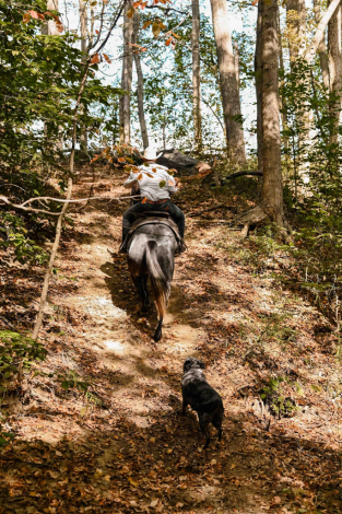 HorseID: 2303720 DD SPECIAL ROANY - PhotoID: 1086440