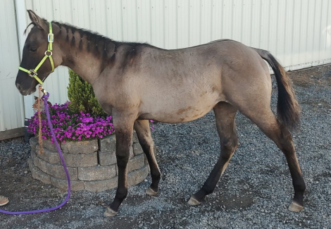 HorseID: 2303721 DUNITSMARTNPEPPYPOCO - PhotoID: 1086441