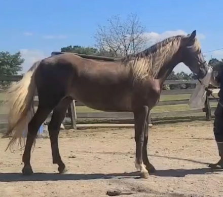 HorseID: 2303722 Deweese Farm's American Soldier - PhotoID: 1086442