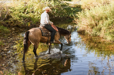 HorseID: 2303723 SanJACSMARTLENA REX - PhotoID: 1086443