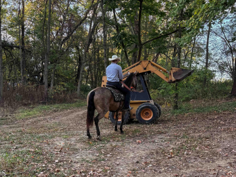 HorseID: 2303723 SanJACSMARTLENA REX - PhotoID: 1086444