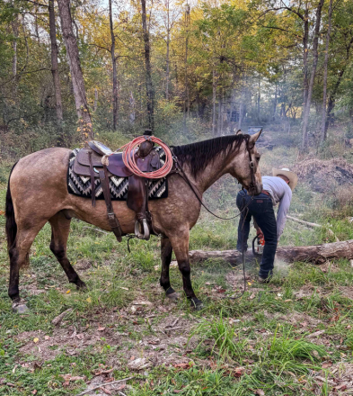 HorseID: 2303723 SanJACSMARTLENA REX - PhotoID: 1086445