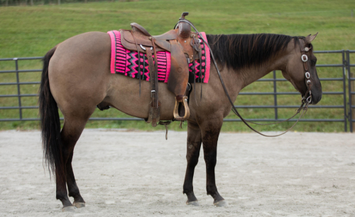 HorseID: 2303725 Watch Video! Grulla Gelding - PhotoID: 1086448