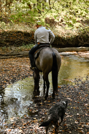 HorseID: 2303725 Watch Video! Grulla Gelding - PhotoID: 1086449