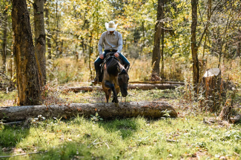 HorseID: 2303725 Watch Video! Grulla Gelding - PhotoID: 1086450