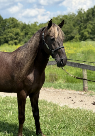 HorseID: 2303726 B & T's South Paw - PhotoID: 1086452