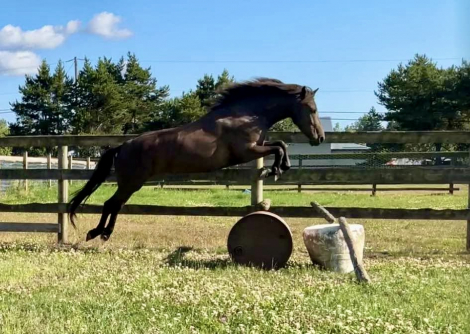 HorseID: 2303727 Sofillia’s Ruby Slipper - PhotoID: 1086458