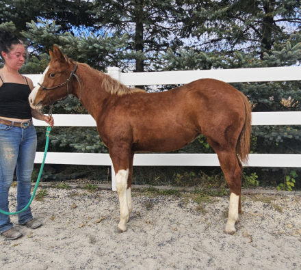 HorseID: 2303728 Epically Hollywood - PhotoID: 1086453