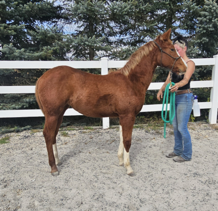 HorseID: 2303728 Epically Hollywood - PhotoID: 1086454