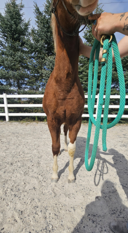 HorseID: 2303728 Epically Hollywood - PhotoID: 1086455