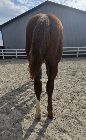 HorseID: 2303728 Epically Hollywood - PhotoID: 1086456