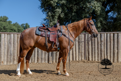 HorseID: 2303729 SAMSON - PhotoID: 1086461