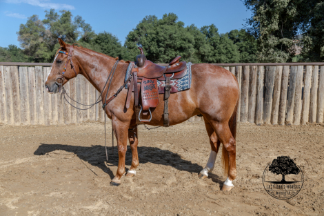 HorseID: 2303729 SAMSON - PhotoID: 1086462