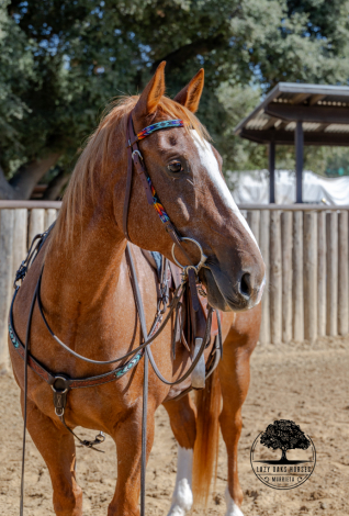 HorseID: 2303729 SAMSON - PhotoID: 1086463