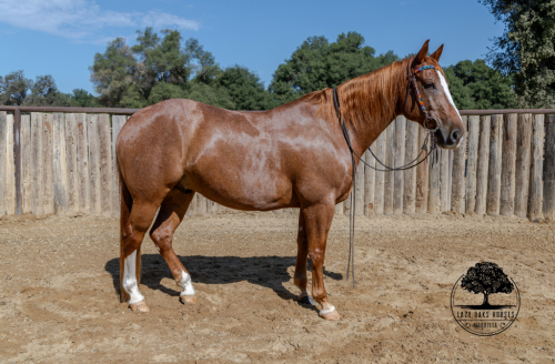 HorseID: 2303729 SAMSON - PhotoID: 1086464