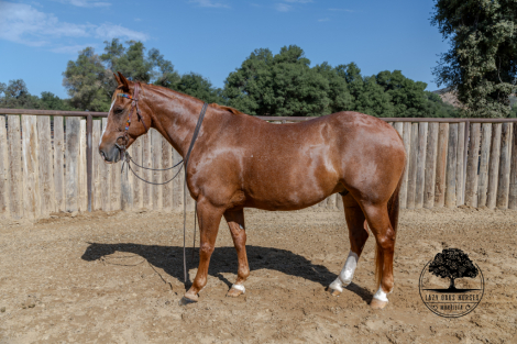 HorseID: 2303729 SAMSON - PhotoID: 1086465