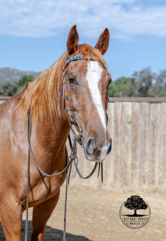 HorseID: 2303729 SAMSON - PhotoID: 1086466