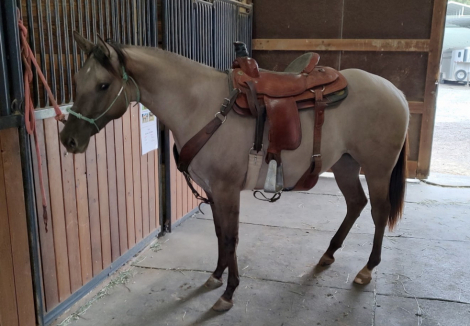 HorseID: 2303731 DOCWHIZZEDNHOLLIWOOD - PhotoID: 1086468