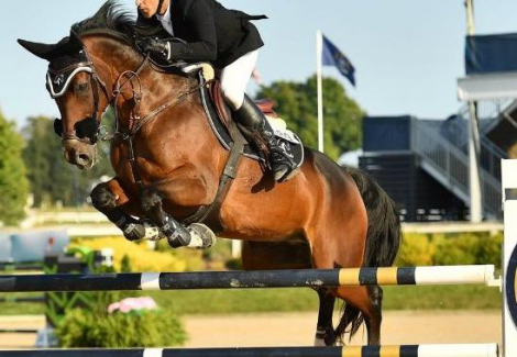 HorseID: 2303732 Donner - PhotoID: 1086470