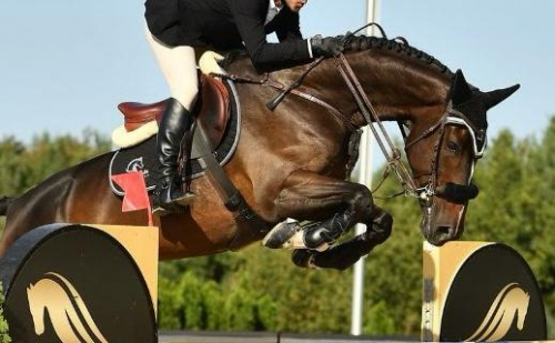 HorseID: 2303733 Qourtois - PhotoID: 1086471