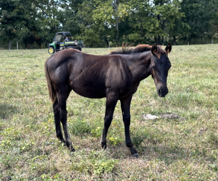 HorseID: 2303737 Box C Gamblin Sug - PhotoID: 1086473