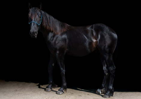 HorseID: 2303743 Striders Ghost - PhotoID: 1086475