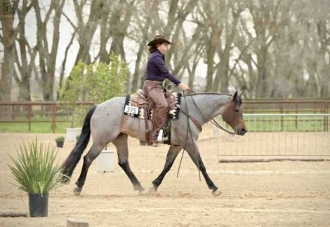 HorseID: 2303745 Lainey - PhotoID: 1086476