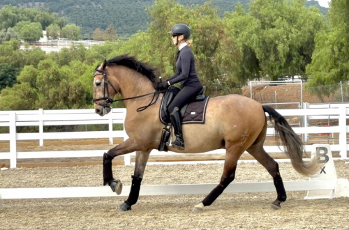 HorseID: 2303747 Cacique De Vida - PhotoID: 1086477