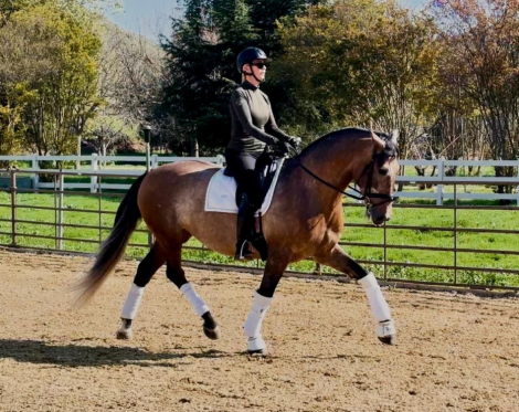 HorseID: 2303747 Cacique De Vida - PhotoID: 1086478