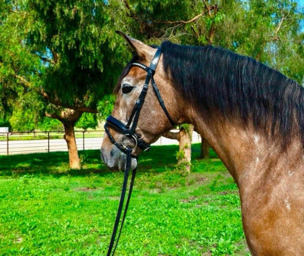 HorseID: 2303747 Cacique De Vida - PhotoID: 1086480