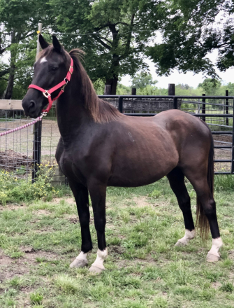 HorseID: 2303749 Sox - PhotoID: 1086494