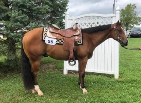 HorseID: 2303751 Absolutly Justified - PhotoID: 1086482