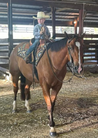 HorseID: 2303751 Absolutly Justified - PhotoID: 1086483