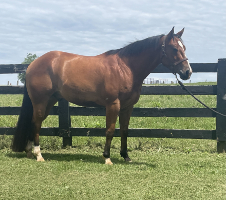 HorseID: 2303751 Absolutly Justified - PhotoID: 1086484