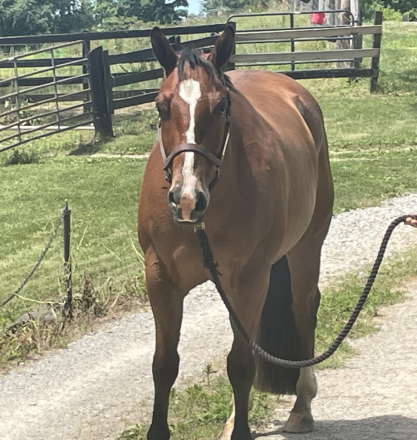 HorseID: 2303751 Absolutly Justified - PhotoID: 1086485