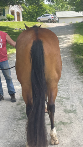 HorseID: 2303751 Absolutly Justified - PhotoID: 1086486