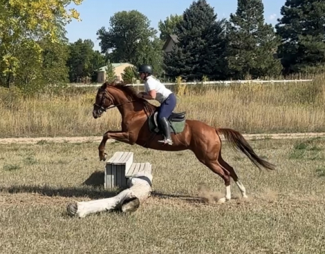 HorseID: 2303752 O’Lordy Lord - PhotoID: 1086533