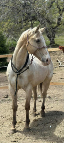 HorseID: 2303753 Ugly Jo - PhotoID: 1086489