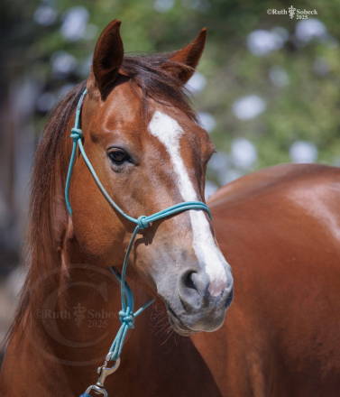 HorseID: 2303754 Lenny Sparks - PhotoID: 1086487