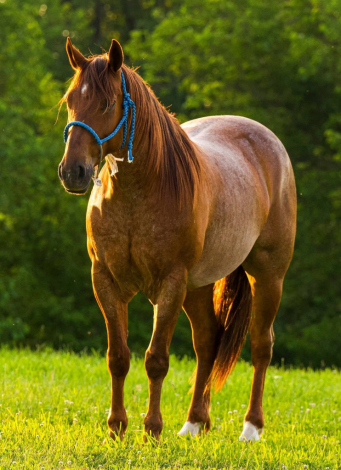 HorseID: 2303758 BWFPEPTOS ENTERPRISE - PhotoID: 1086490