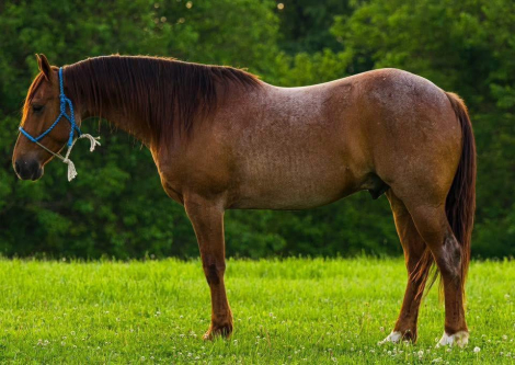 HorseID: 2303758 BWFPEPTOS ENTERPRISE - PhotoID: 1086491