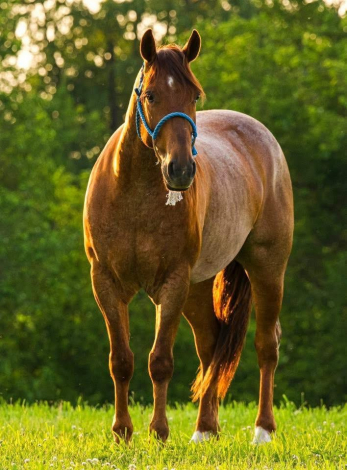 HorseID: 2303758 BWFPEPTOS ENTERPRISE - PhotoID: 1086493