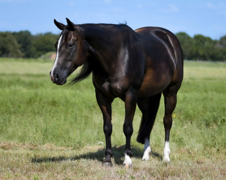 HorseID: 2303760 Chilled Cocktail-WimpyNeedsACocktail - PhotoID: 1086496