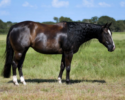 HorseID: 2303760 Chilled Cocktail-WimpyNeedsACocktail - PhotoID: 1086497