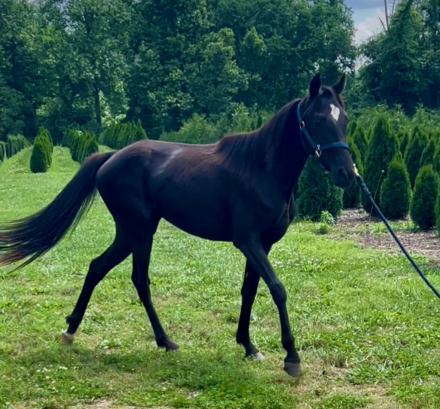 HorseID: 2303761 Bella Star - PhotoID: 1086499