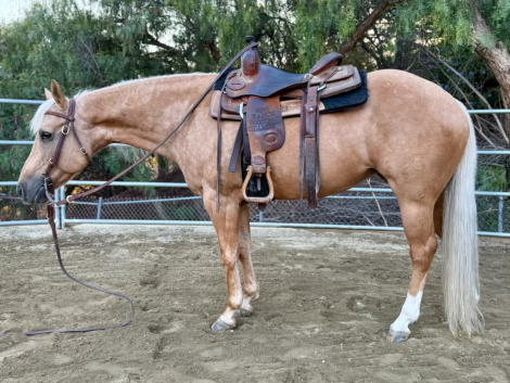 HorseID: 2303763 Scottie - PhotoID: 1086504