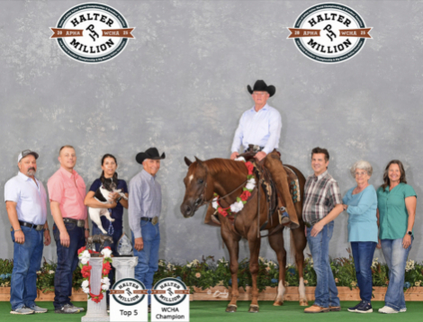 HorseID: 2303767 Elustrious - PhotoID: 1086509