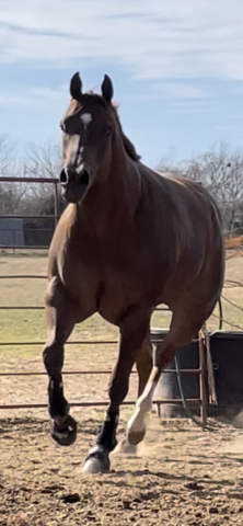 HorseID: 2303767 Elustrious - PhotoID: 1086510